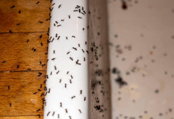 Best Affordable Pest Control Services  in Loudonville, NY